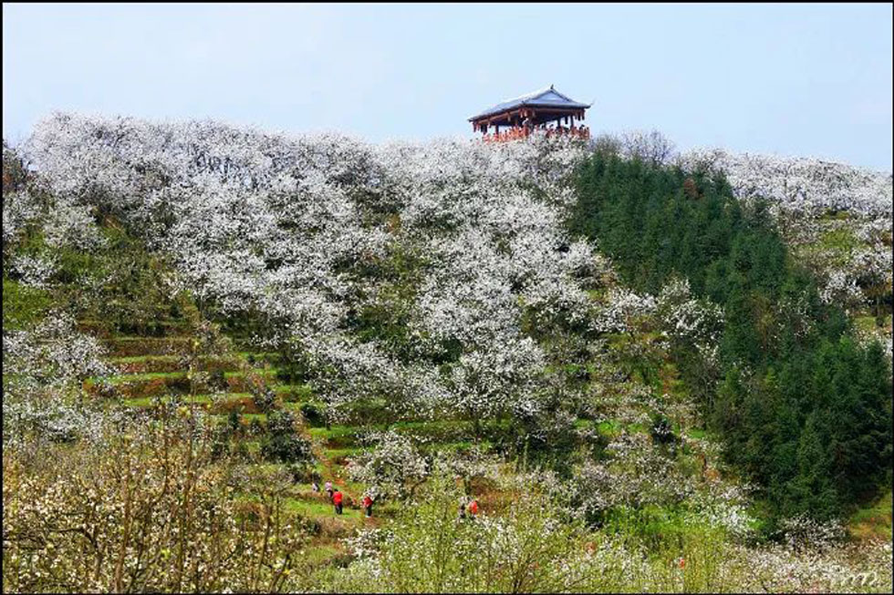 【春天，广西桂林灌阳县向您发出邀请！】我们在灌阳看梨花 - 游山玩水 - 海北生活社区 - 海北28生活网 haibei.28life.net