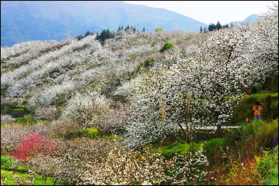 【春天，广西桂林灌阳县向您发出邀请！】我们在灌阳看梨花 - 游山玩水 - 海北生活社区 - 海北28生活网 haibei.28life.net