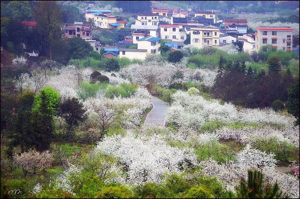 【春天，广西桂林灌阳县向您发出邀请！】我们在灌阳看梨花 - 游山玩水 - 海北生活社区 - 海北28生活网 haibei.28life.net