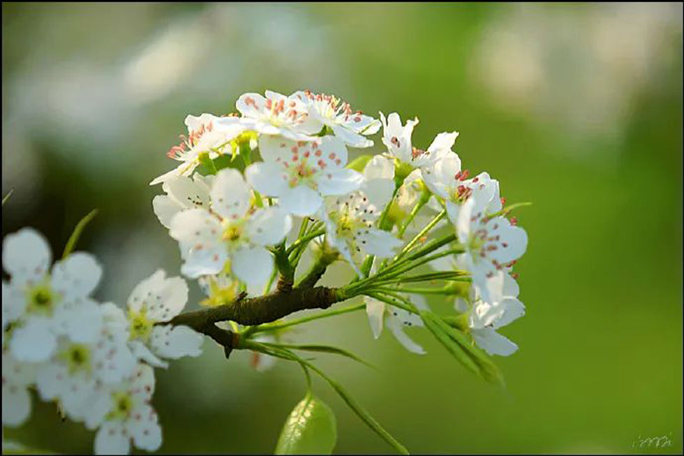 【春天，广西桂林灌阳县向您发出邀请！】我们在灌阳看梨花 - 游山玩水 - 海北生活社区 - 海北28生活网 haibei.28life.net