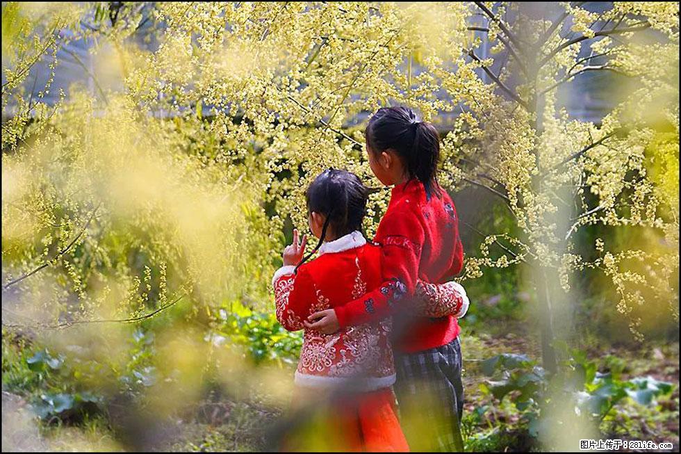 【春天，广西桂林灌阳县向您发出邀请！】米珠山前有片山苍子花在飘香 - 游山玩水 - 海北生活社区 - 海北28生活网 haibei.28life.net