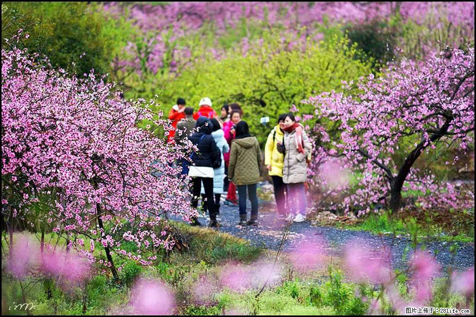 【春天,广西桂林灌阳县向您发出邀请!】官庄村有个醉美的桃花园 - 游山玩水 - 海北生活社区 - 海北28生活网 haibei.28life.net