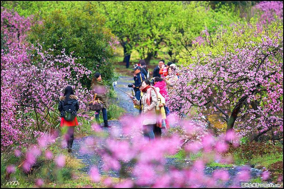 【春天,广西桂林灌阳县向您发出邀请!】官庄村有个醉美的桃花园 - 游山玩水 - 海北生活社区 - 海北28生活网 haibei.28life.net