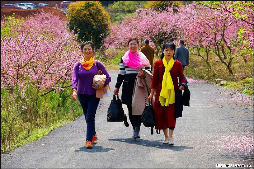 【春天,广西桂林灌阳县向您发出邀请!】官庄村有个醉美的桃花园 - 游山玩水 - 海北生活社区 - 海北28生活网 haibei.28life.net