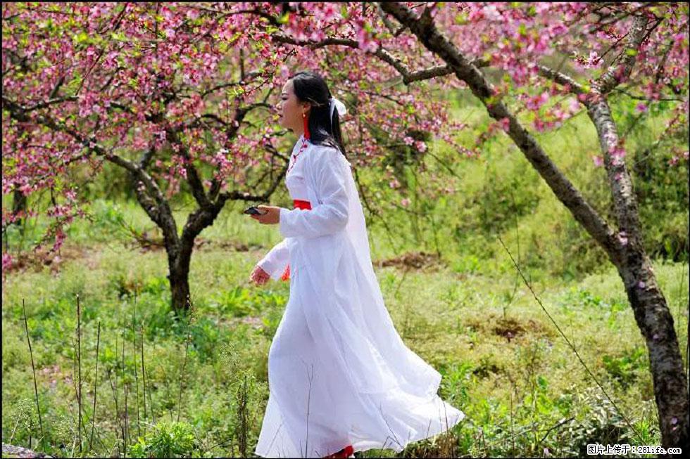 【春天,广西桂林灌阳县向您发出邀请!】官庄村有个醉美的桃花园 - 游山玩水 - 海北生活社区 - 海北28生活网 haibei.28life.net