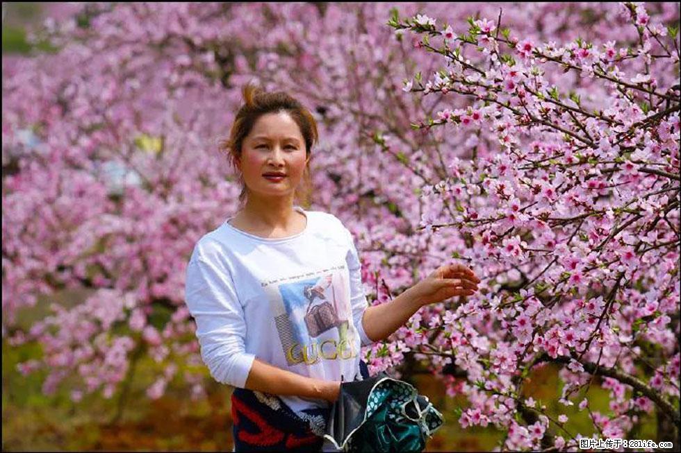 【春天,广西桂林灌阳县向您发出邀请!】官庄村有个醉美的桃花园 - 游山玩水 - 海北生活社区 - 海北28生活网 haibei.28life.net