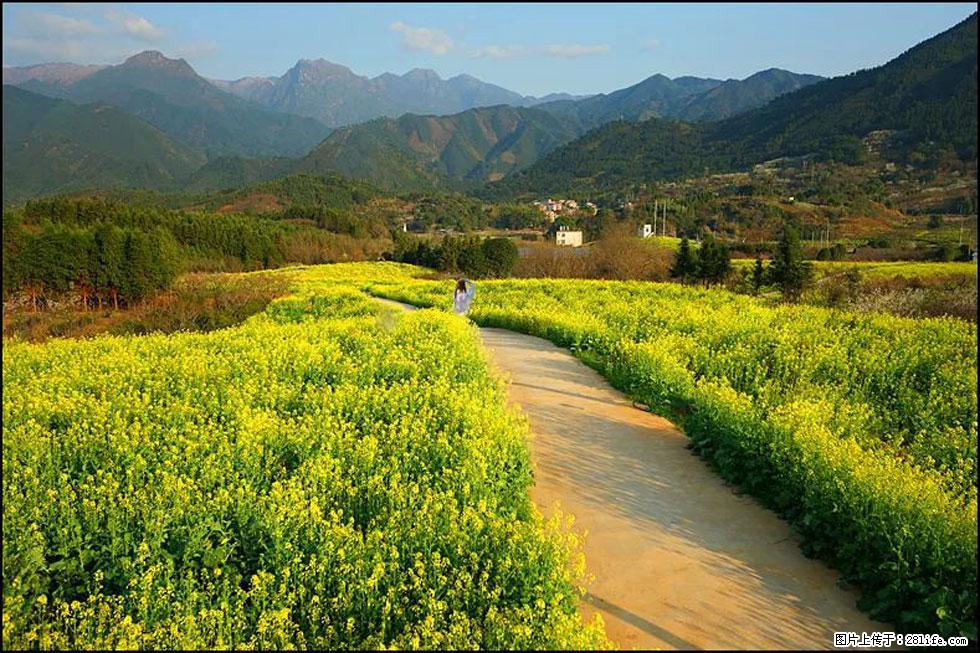 【春天，广西桂林灌阳县向您发出邀请！】长坪村油菜盛情花开 - 游山玩水 - 海北生活社区 - 海北28生活网 haibei.28life.net