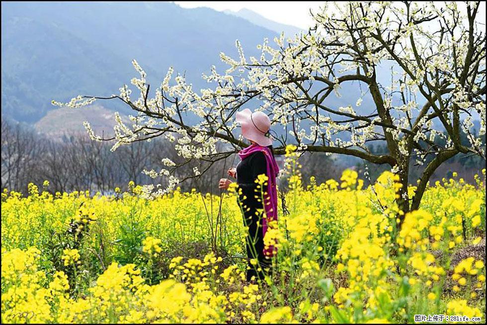 【春天，广西桂林灌阳县向您发出邀请！】长坪村油菜盛情花开 - 游山玩水 - 海北生活社区 - 海北28生活网 haibei.28life.net
