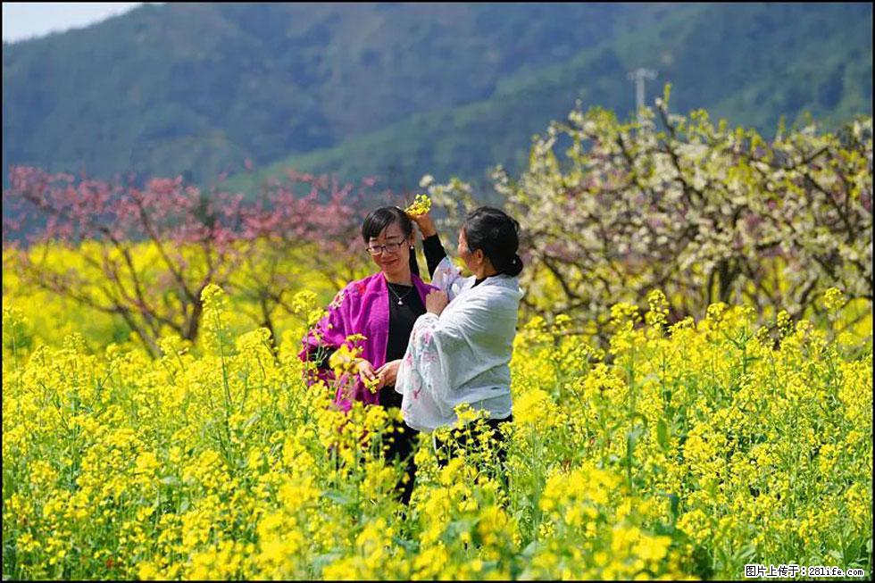 【春天，广西桂林灌阳县向您发出邀请！】长坪村油菜盛情花开 - 游山玩水 - 海北生活社区 - 海北28生活网 haibei.28life.net