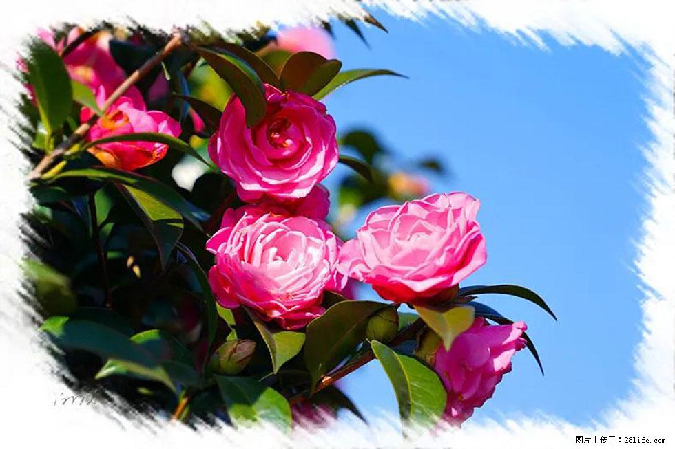 【春天，广西桂林灌阳县向您发出邀请！】杨柳井茶花惹人爱 - 游山玩水 - 海北生活社区 - 海北28生活网 haibei.28life.net