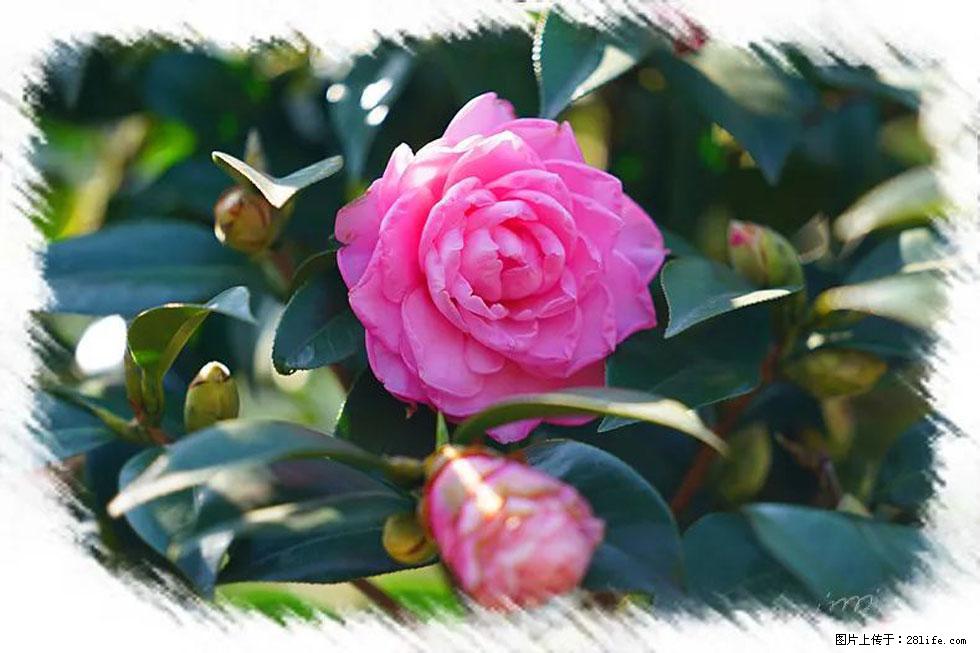 【春天，广西桂林灌阳县向您发出邀请！】杨柳井茶花惹人爱 - 游山玩水 - 海北生活社区 - 海北28生活网 haibei.28life.net