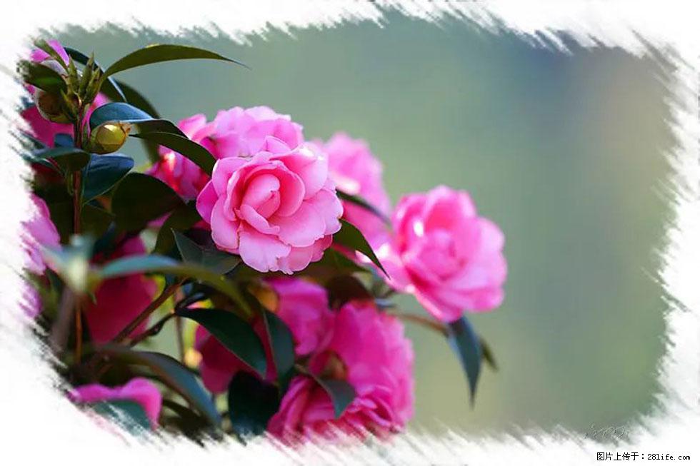 【春天，广西桂林灌阳县向您发出邀请！】杨柳井茶花惹人爱 - 游山玩水 - 海北生活社区 - 海北28生活网 haibei.28life.net