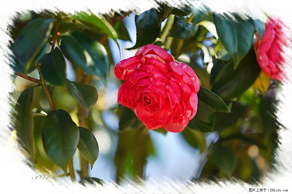 【春天，广西桂林灌阳县向您发出邀请！】杨柳井茶花惹人爱 - 游山玩水 - 海北生活社区 - 海北28生活网 haibei.28life.net