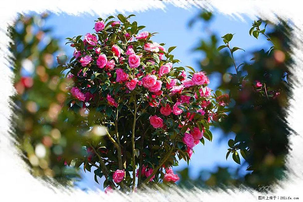 【春天，广西桂林灌阳县向您发出邀请！】杨柳井茶花惹人爱 - 游山玩水 - 海北生活社区 - 海北28生活网 haibei.28life.net