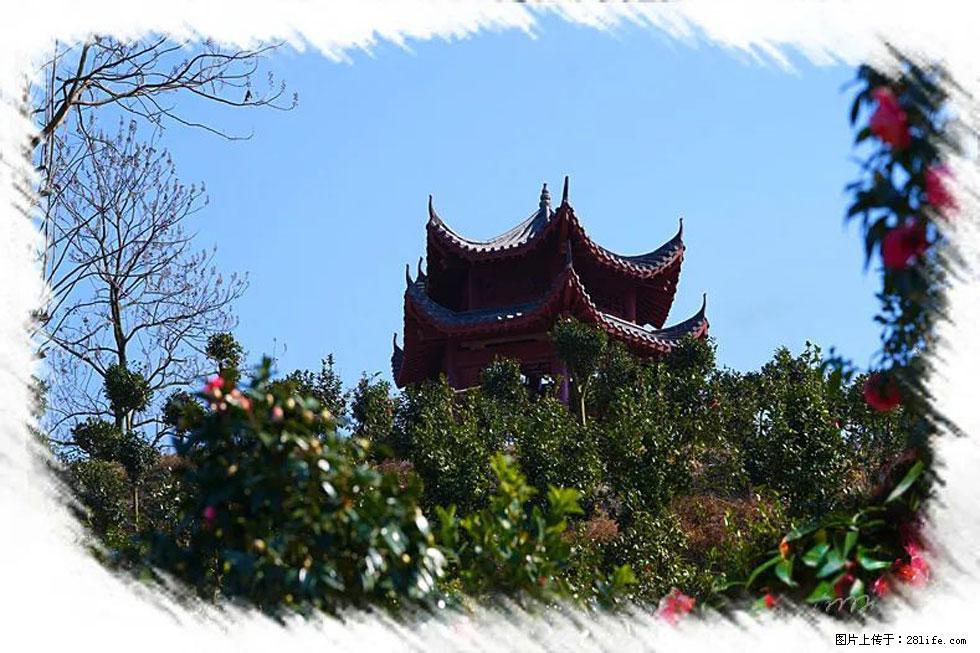 【春天，广西桂林灌阳县向您发出邀请！】杨柳井茶花惹人爱 - 游山玩水 - 海北生活社区 - 海北28生活网 haibei.28life.net