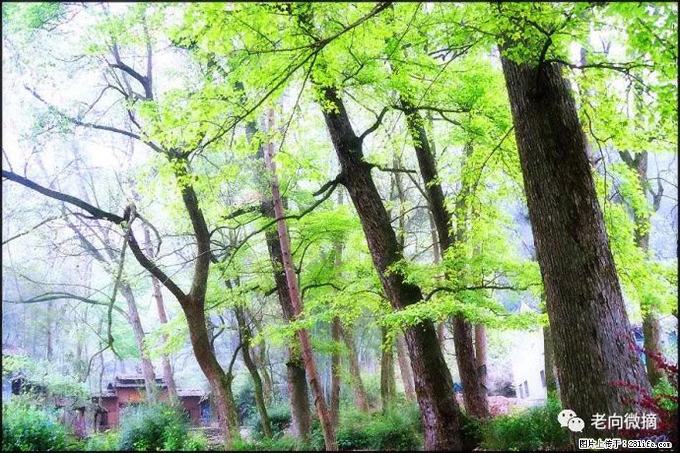 【春天，广西桂林灌阳县向您发出邀请！】在小龙村与春天约会 - 游山玩水 - 海北生活社区 - 海北28生活网 haibei.28life.net