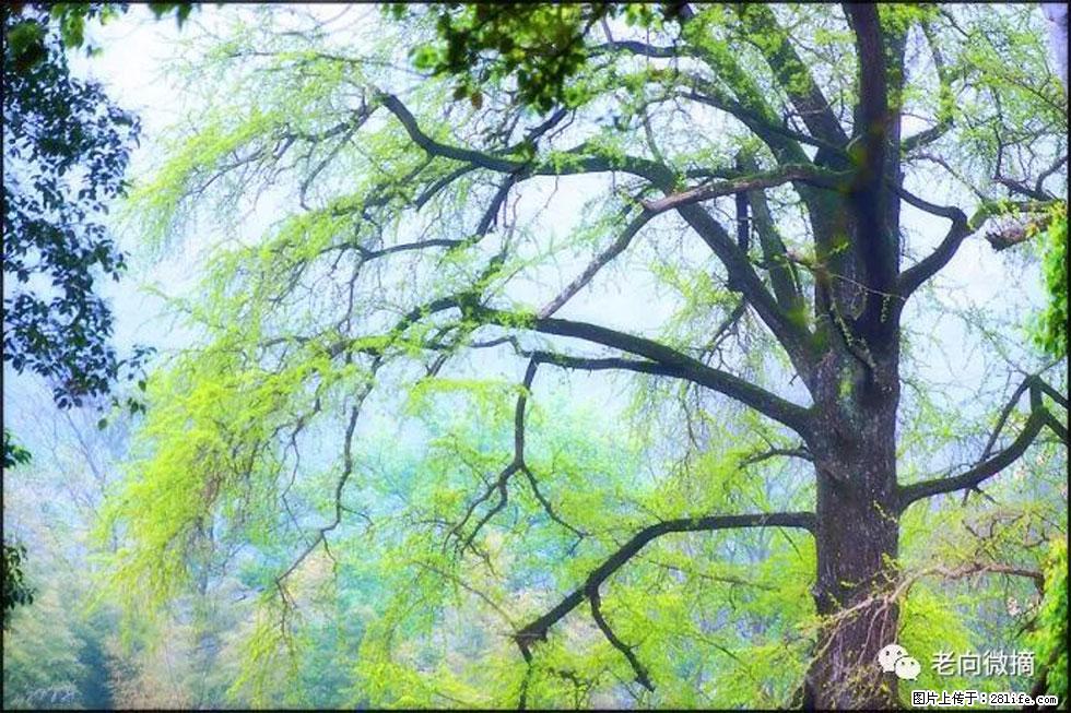 【春天，广西桂林灌阳县向您发出邀请！】在小龙村与春天约会 - 游山玩水 - 海北生活社区 - 海北28生活网 haibei.28life.net