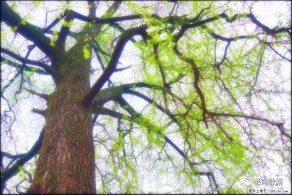 【春天，广西桂林灌阳县向您发出邀请！】在小龙村与春天约会 - 游山玩水 - 海北生活社区 - 海北28生活网 haibei.28life.net