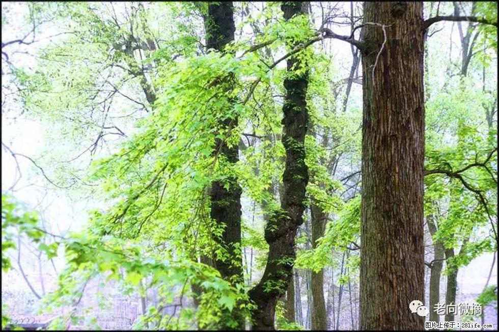 【春天，广西桂林灌阳县向您发出邀请！】在小龙村与春天约会 - 游山玩水 - 海北生活社区 - 海北28生活网 haibei.28life.net