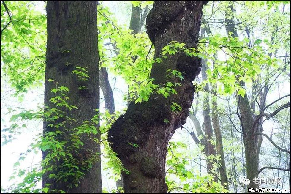 【春天，广西桂林灌阳县向您发出邀请！】在小龙村与春天约会 - 游山玩水 - 海北生活社区 - 海北28生活网 haibei.28life.net