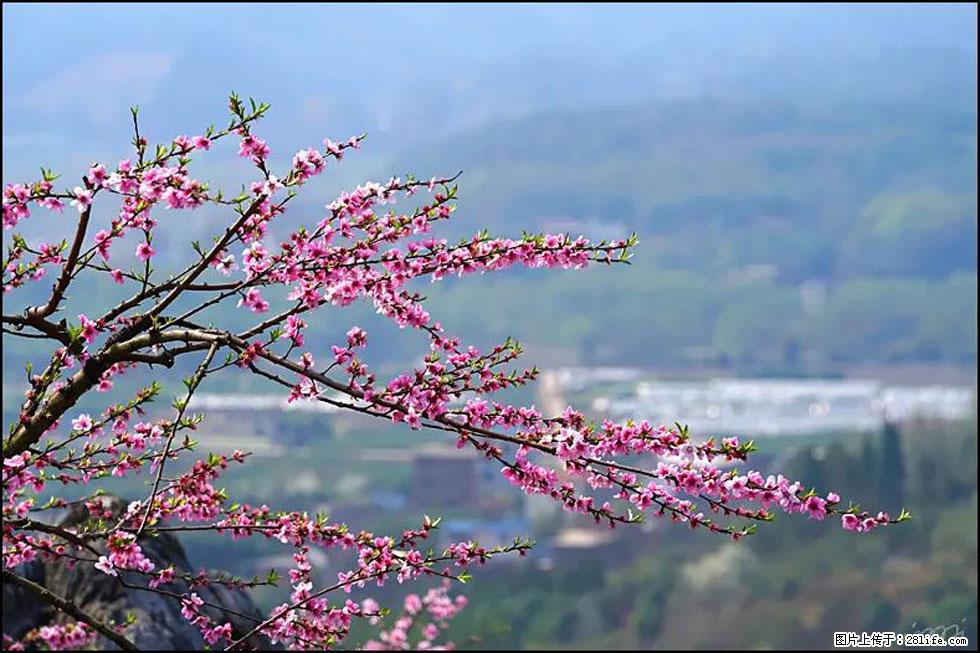 【春天，广西桂林灌阳县向您发出邀请！】望月岭上桃花开 - 游山玩水 - 海北生活社区 - 海北28生活网 haibei.28life.net