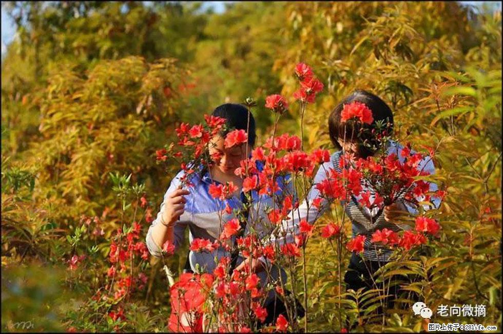 【春天，广西桂林灌阳县向您发出邀请！】登麒麟山，相约映山红 - 游山玩水 - 海北生活社区 - 海北28生活网 haibei.28life.net