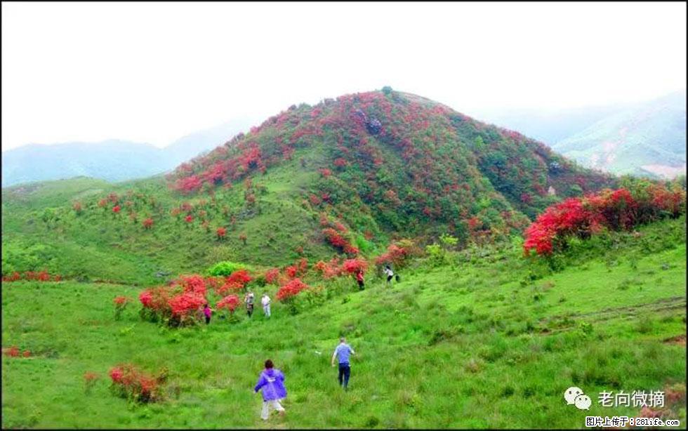 【春天，广西桂林灌阳县向您发出邀请！】宝盖山上映山红 - 游山玩水 - 海北生活社区 - 海北28生活网 haibei.28life.net