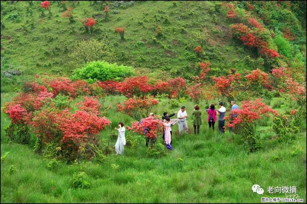 【春天，广西桂林灌阳县向您发出邀请！】宝盖山上映山红 - 游山玩水 - 海北生活社区 - 海北28生活网 haibei.28life.net
