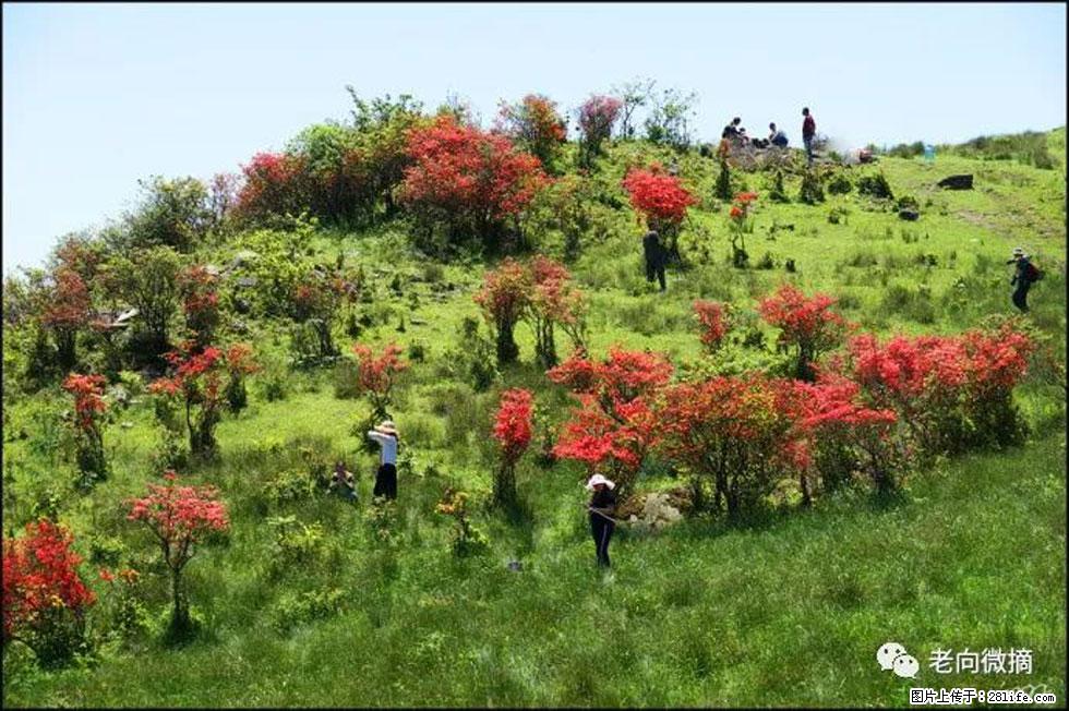 【春天，广西桂林灌阳县向您发出邀请！】宝盖山上映山红 - 游山玩水 - 海北生活社区 - 海北28生活网 haibei.28life.net