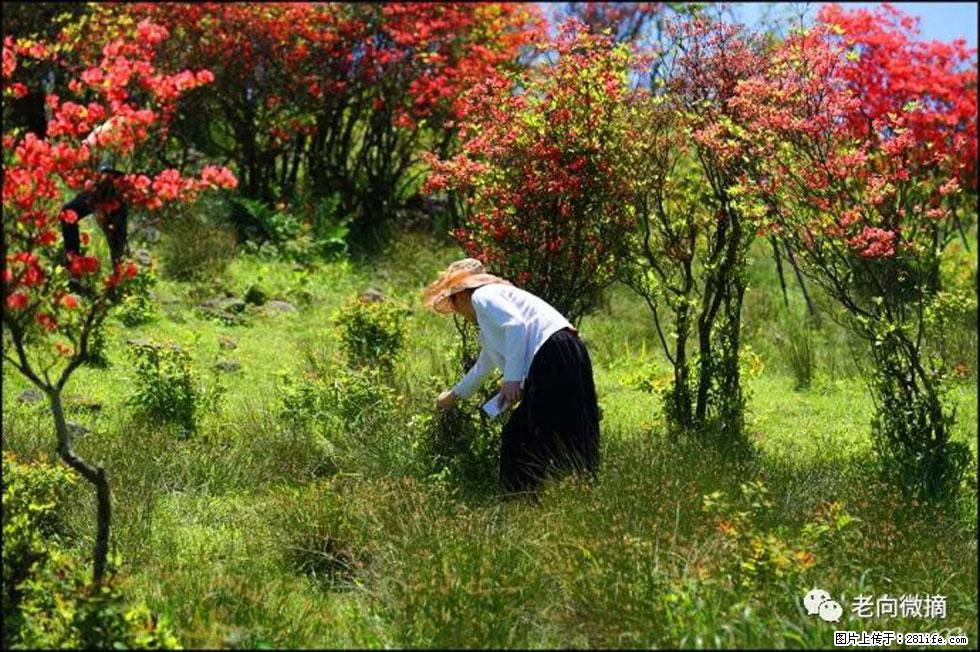 【春天，广西桂林灌阳县向您发出邀请！】宝盖山上映山红 - 游山玩水 - 海北生活社区 - 海北28生活网 haibei.28life.net