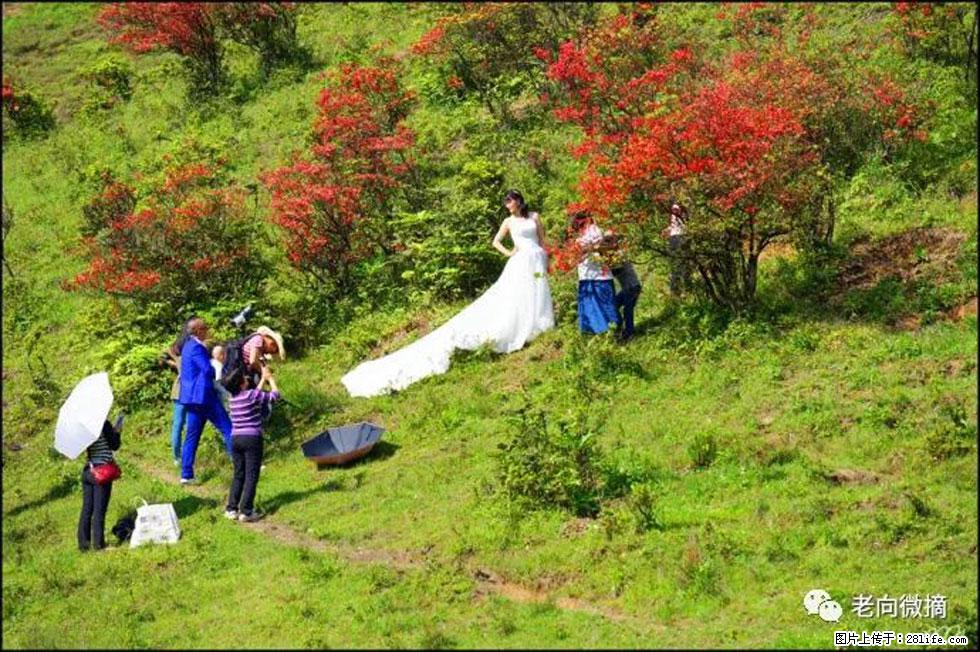 【春天，广西桂林灌阳县向您发出邀请！】宝盖山上映山红 - 游山玩水 - 海北生活社区 - 海北28生活网 haibei.28life.net