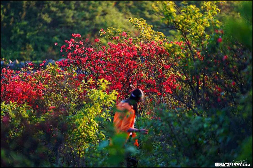 【春天，广西桂林灌阳县向您发出邀请！】春木界上映山红 - 游山玩水 - 海北生活社区 - 海北28生活网 haibei.28life.net