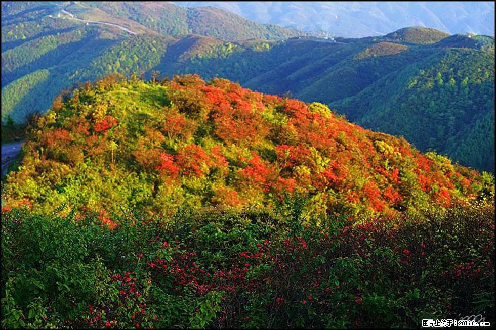 【春天，广西桂林灌阳县向您发出邀请！】春木界上映山红 - 游山玩水 - 海北生活社区 - 海北28生活网 haibei.28life.net