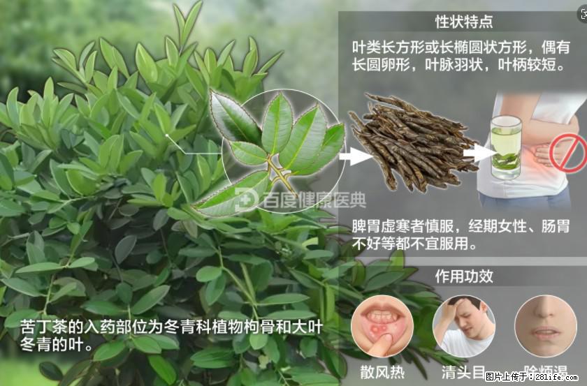 苦丁茶有哪些功效和作用 - 生活百科 - 海北生活社区 - 海北28生活网 haibei.28life.net