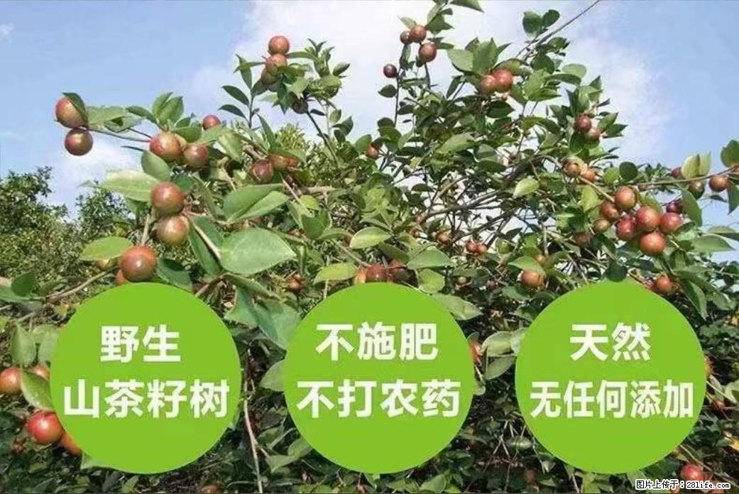 【灌阳县油茶产业示范区】一个有着充实的精神生活的人，对待身外之物自会有一种淡泊的态度 - 土特产 - 饮食特产 - 海北分类信息 - 海北28生活网 haibei.28life.net