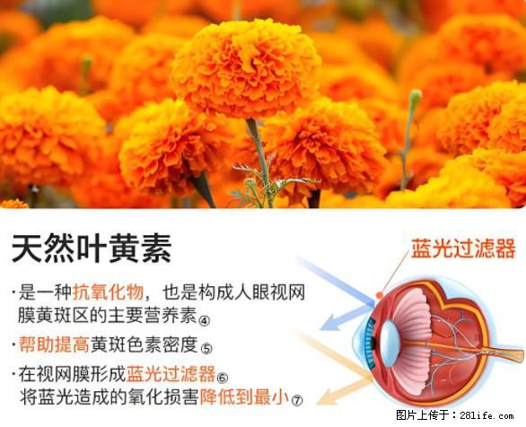 叶黄素有什么功效和作用 - 生活百科 - 海北生活社区 - 海北28生活网 haibei.28life.net