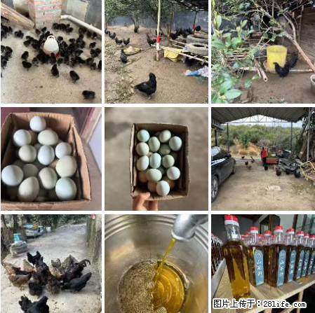 油茶园从小鸡仔开始养起的纯土鸡、土鸡蛋可以预定啦！还有前几天刚榨的纯山茶油哦 - 土特产 - 饮食特产 - 海北分类信息 - 海北28生活网 haibei.28life.net