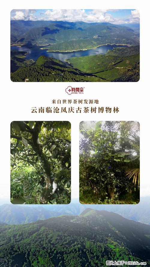 时间果百年古树2025年春红茶 - 购物交流 - 海北生活社区 - 海北28生活网 haibei.28life.net