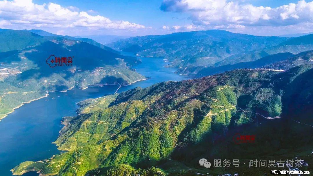 时间果百年古树龙珠普洱生茶 - 购物交流 - 海北生活社区 - 海北28生活网 haibei.28life.net