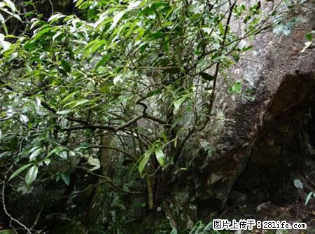 平乐石崖茶，珍贵仅次于金花茶 - 海北生活资讯 - 海北28生活网 haibei.28life.net