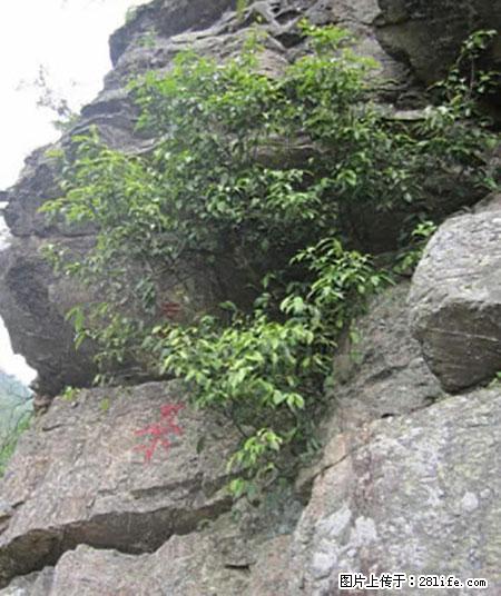 平乐石崖茶，珍贵仅次于金花茶 - 海北生活资讯 - 海北28生活网 haibei.28life.net