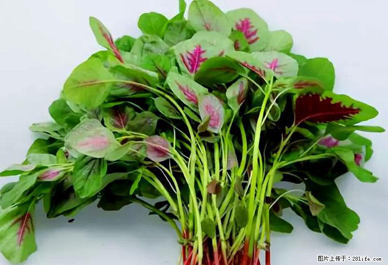 这些蔬菜是“天然钙片”，这6种被医生重点推荐 - 海北生活资讯 - 海北28生活网 haibei.28life.net