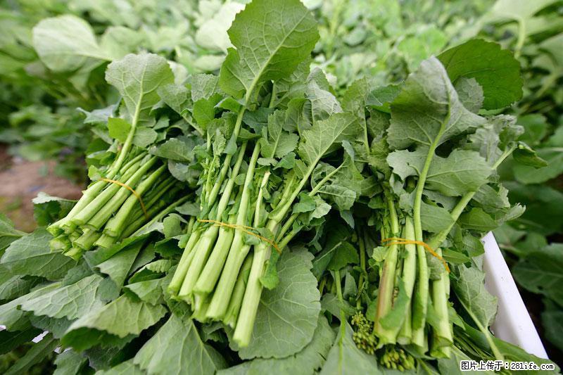 这些蔬菜是“天然钙片”，这6种被医生重点推荐 - 海北生活资讯 - 海北28生活网 haibei.28life.net
